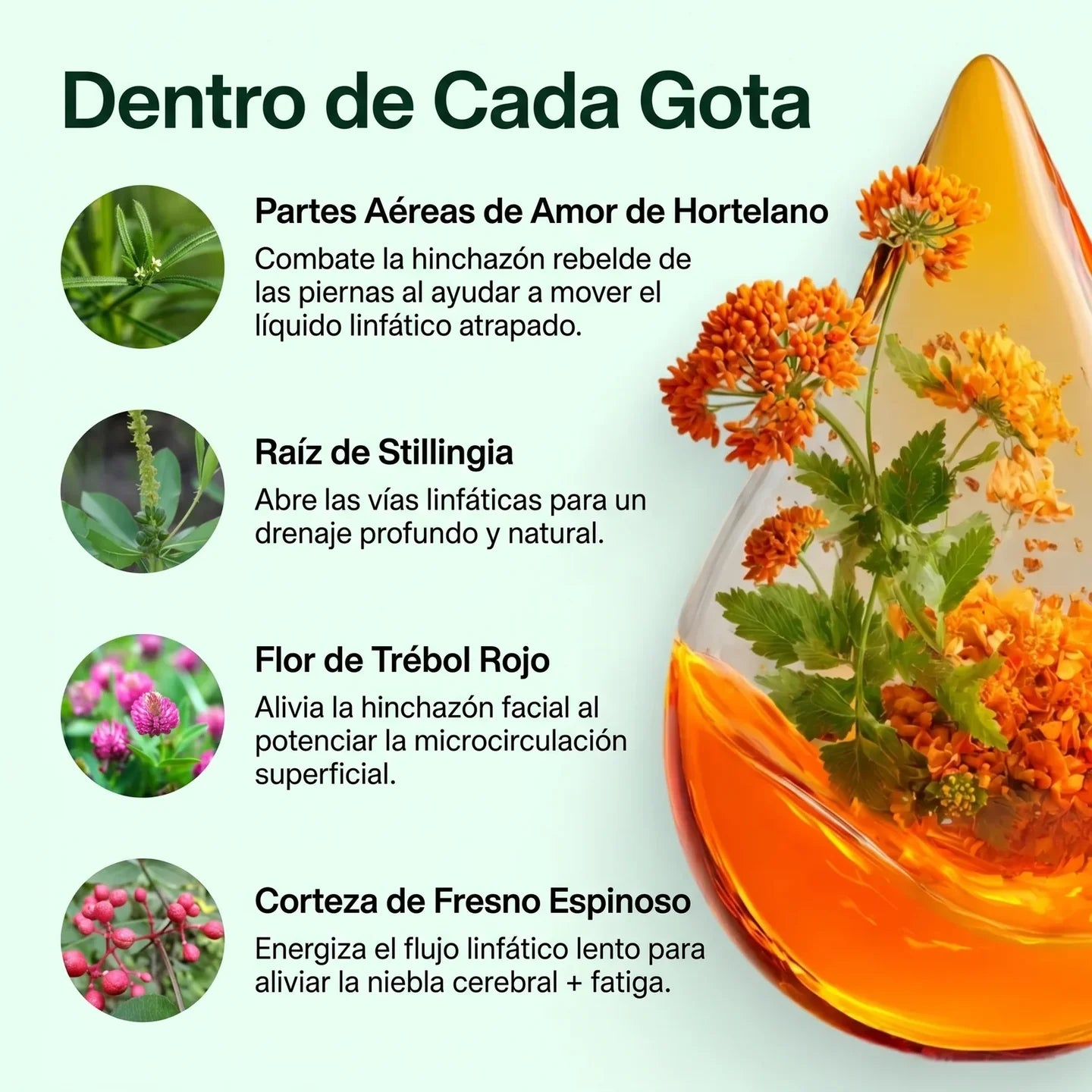 Suplemento Drenaje Linfático